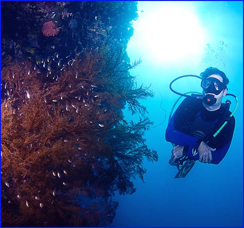 Diving Kupang Indonesia