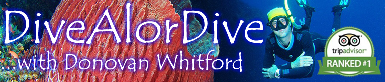 Go to the Dive Alor Dive website